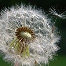 allergiker allergiker
