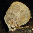heilpilz heilpilz