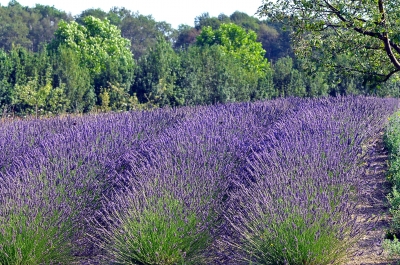lavendel lavendel