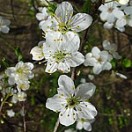 bachblüten