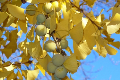 ginkgo