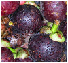 mangostan