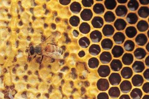 propolis